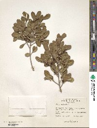 Ficus perforata image