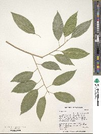 Ficus pertusa image