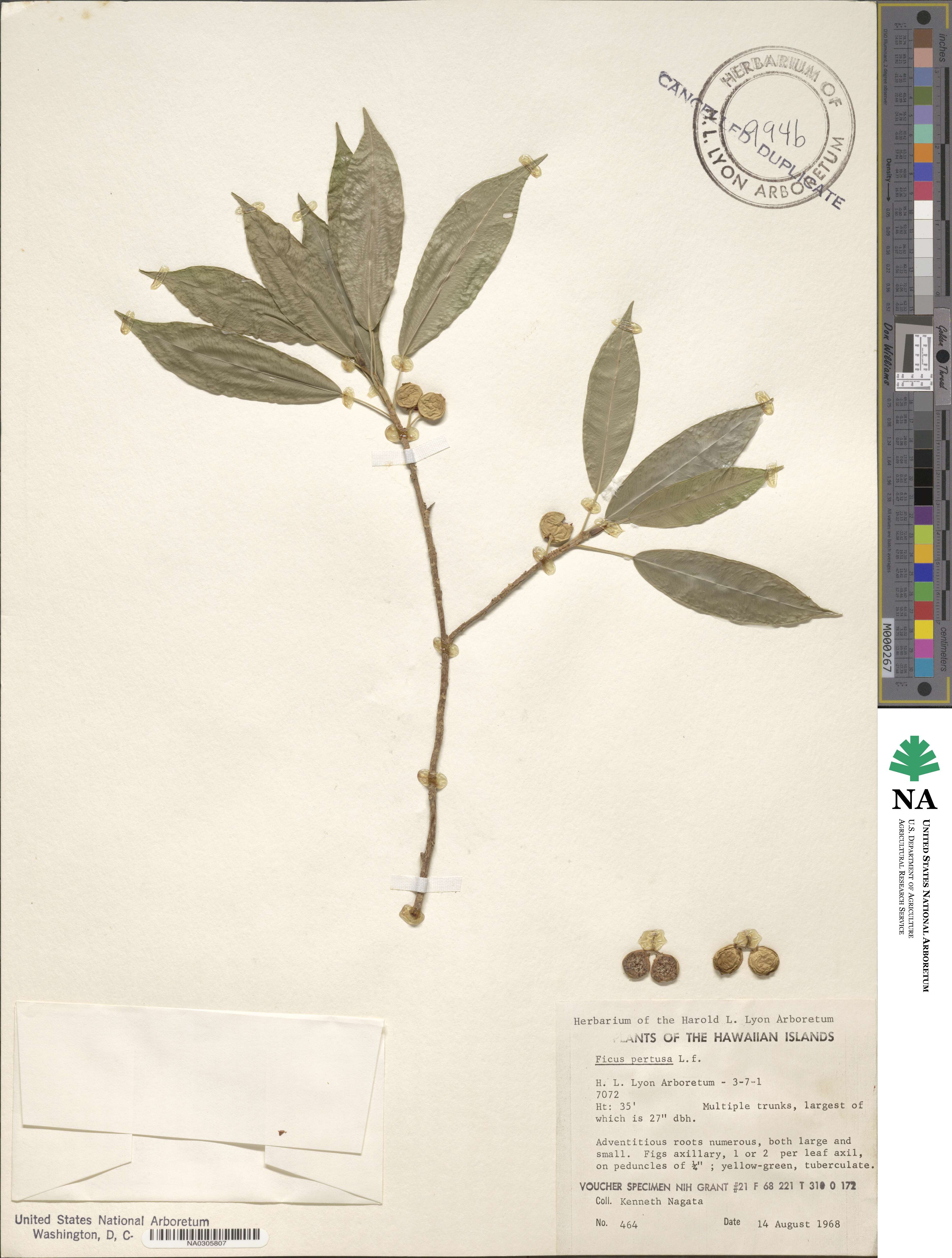 Ficus pertusa image