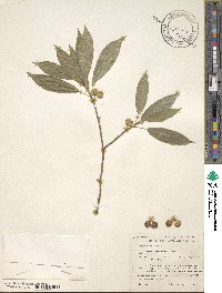 Ficus pertusa image