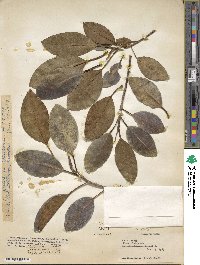 Ficus platyphylla image