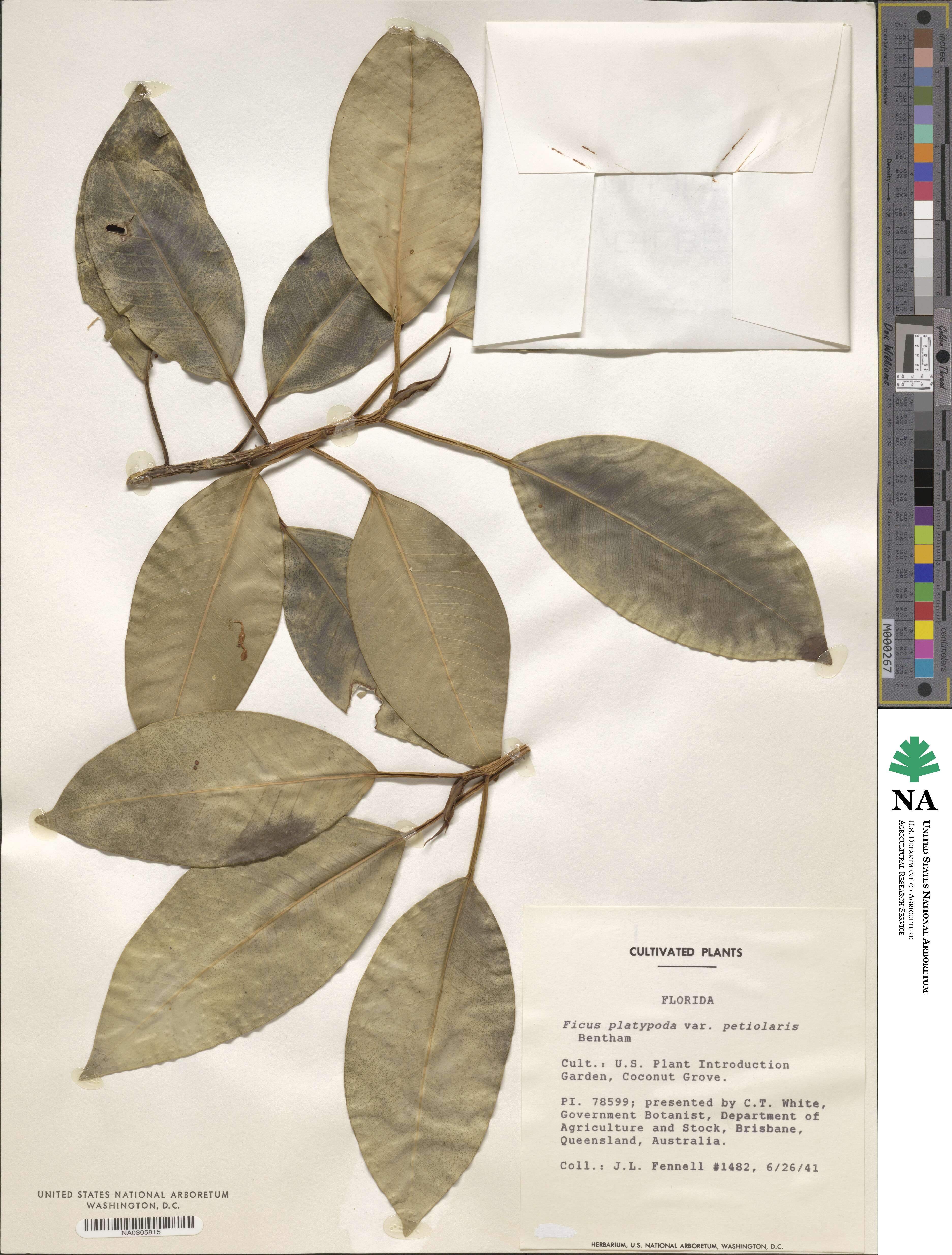 Ficus obliqua image