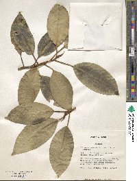 Ficus obliqua image