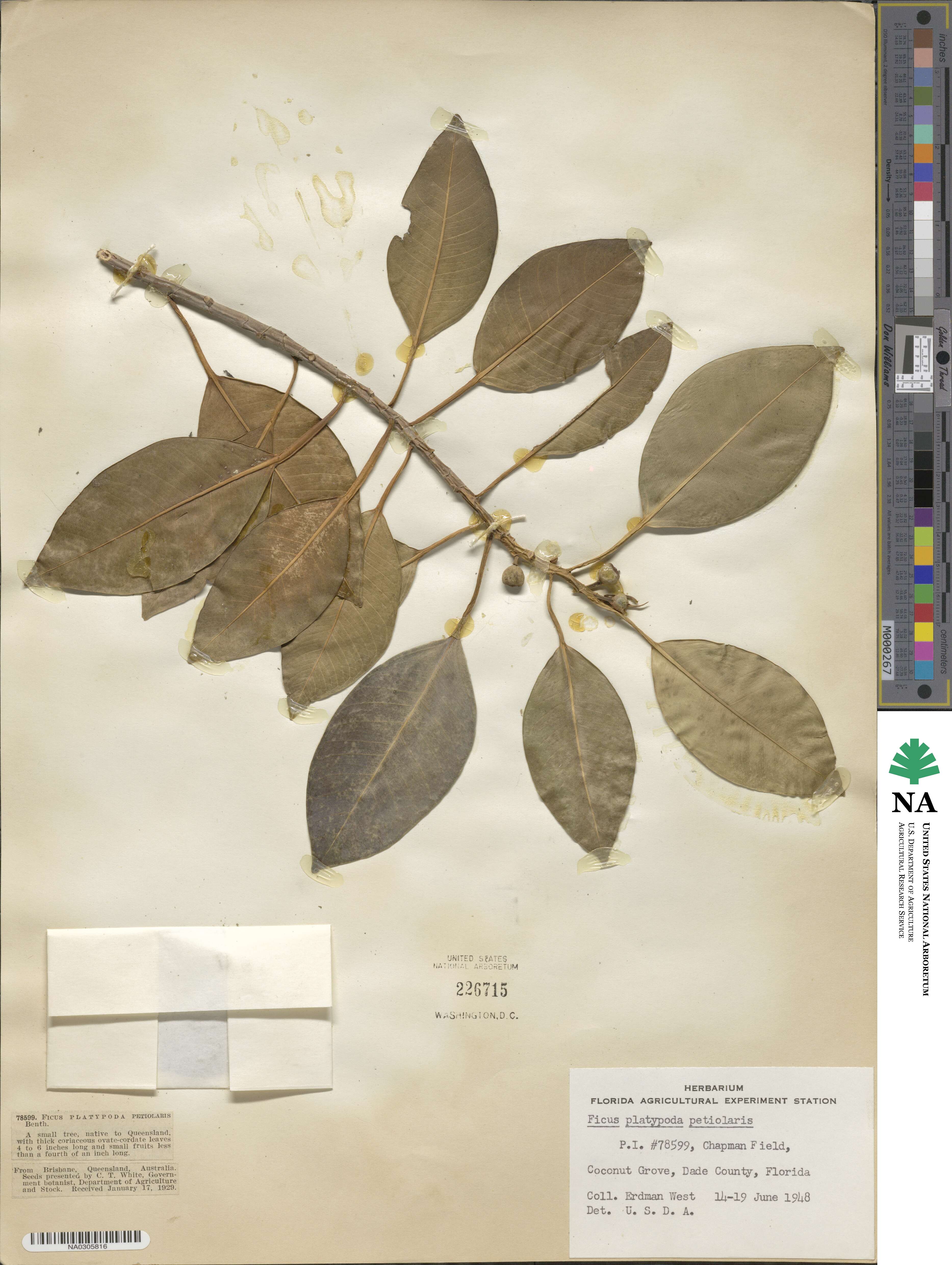 Ficus obliqua image