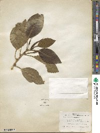 Ficus obliqua image