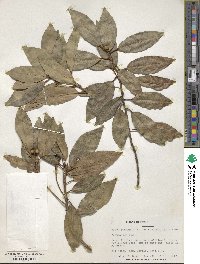 Ficus obliqua image