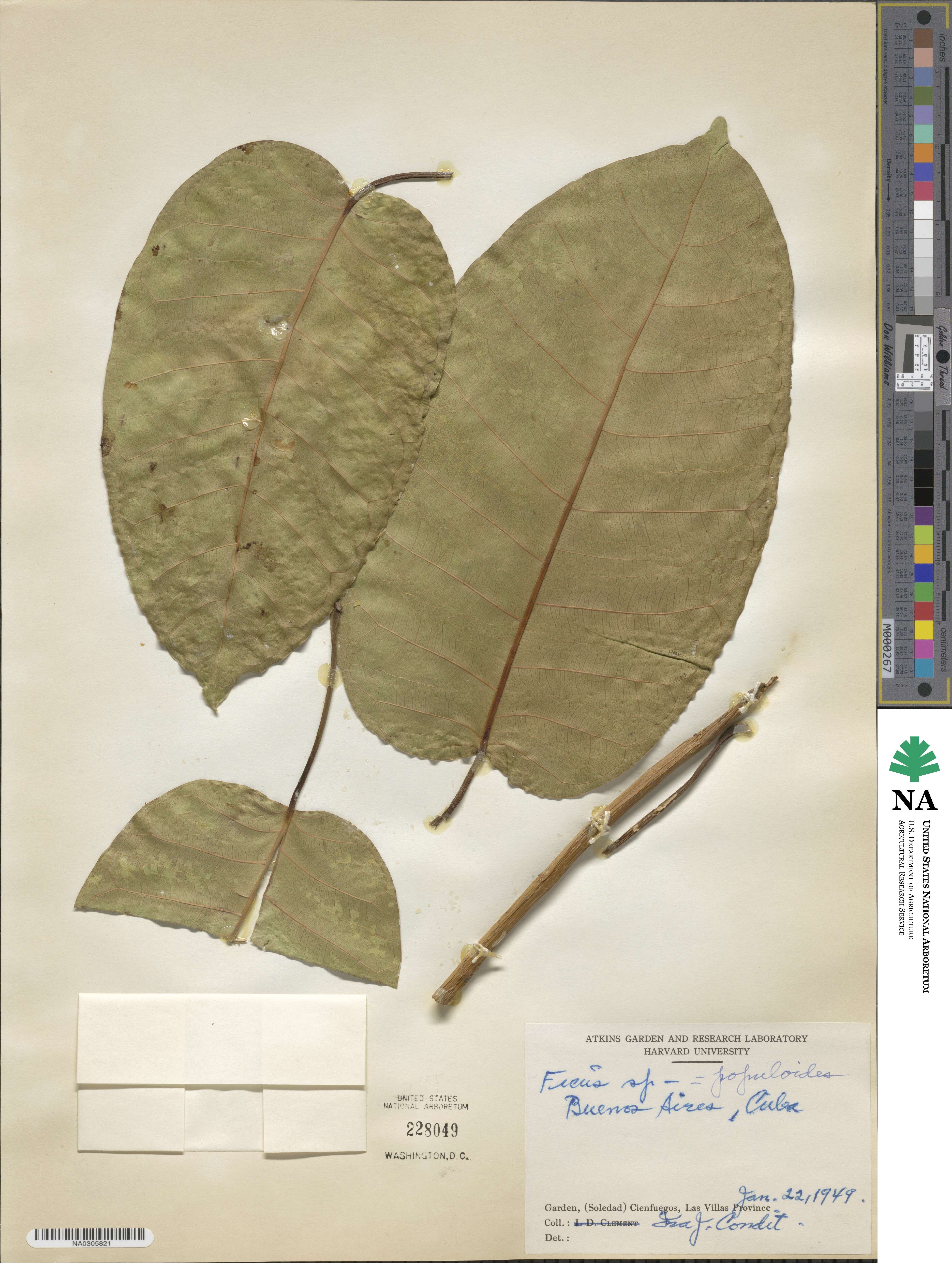 Ficus citrifolia image