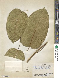 Ficus citrifolia image