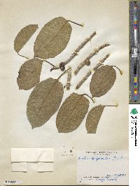 Ficus citrifolia image