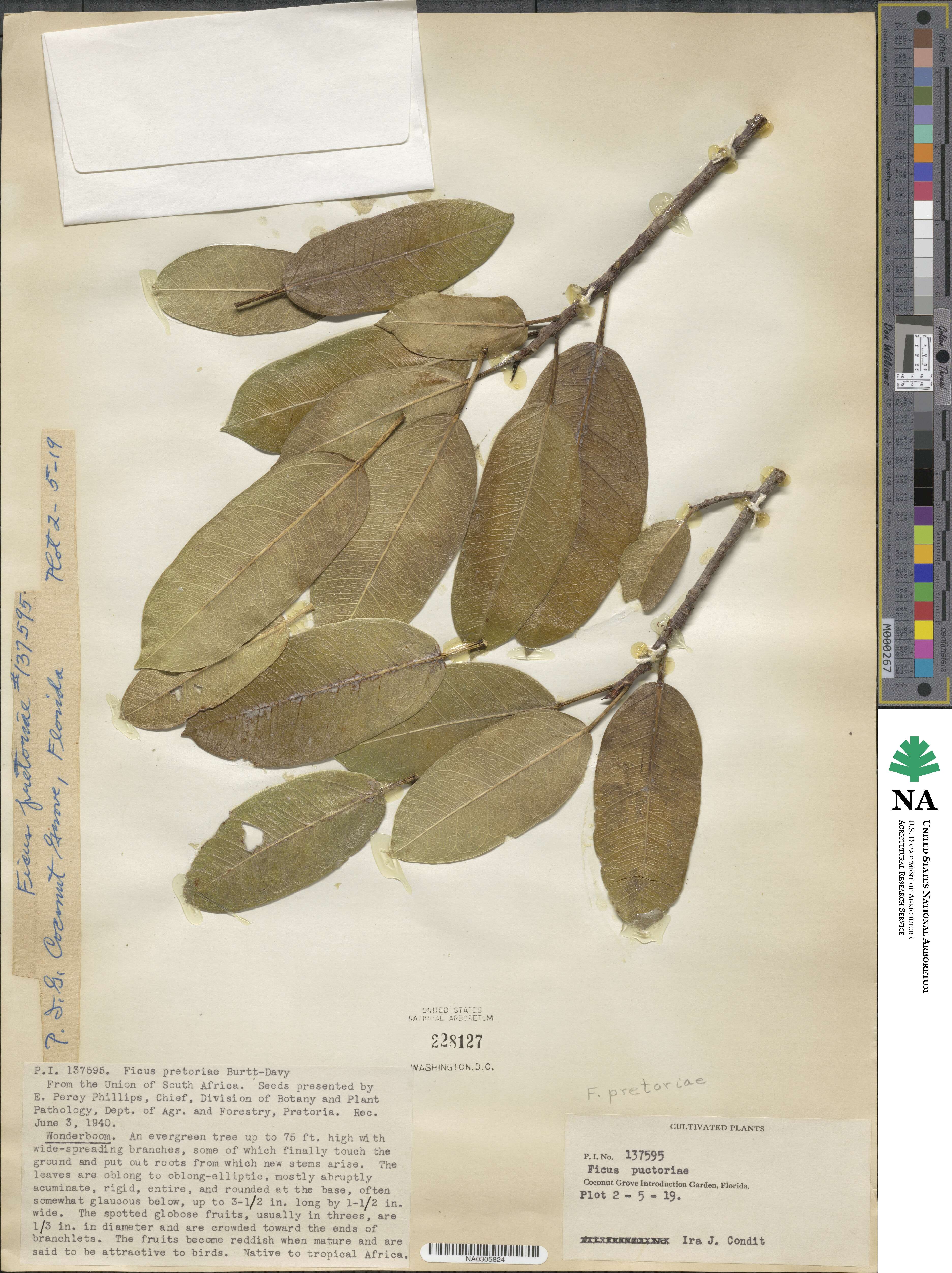 Ficus cordata subsp. salicifolia image