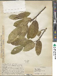 Ficus cordata subsp. salicifolia image