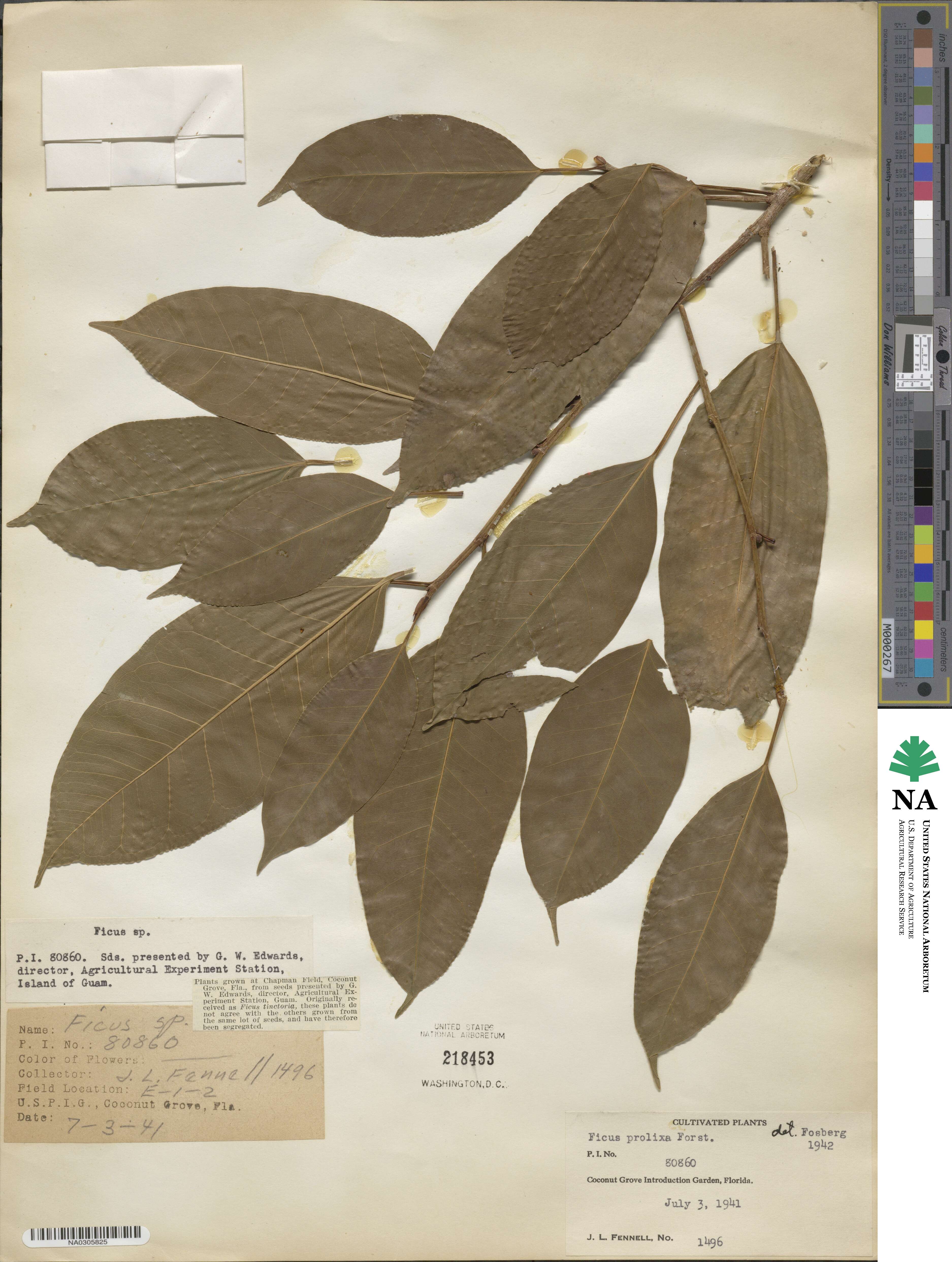 Ficus prolixa image