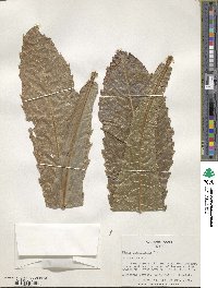 Ficus pseudopalma image