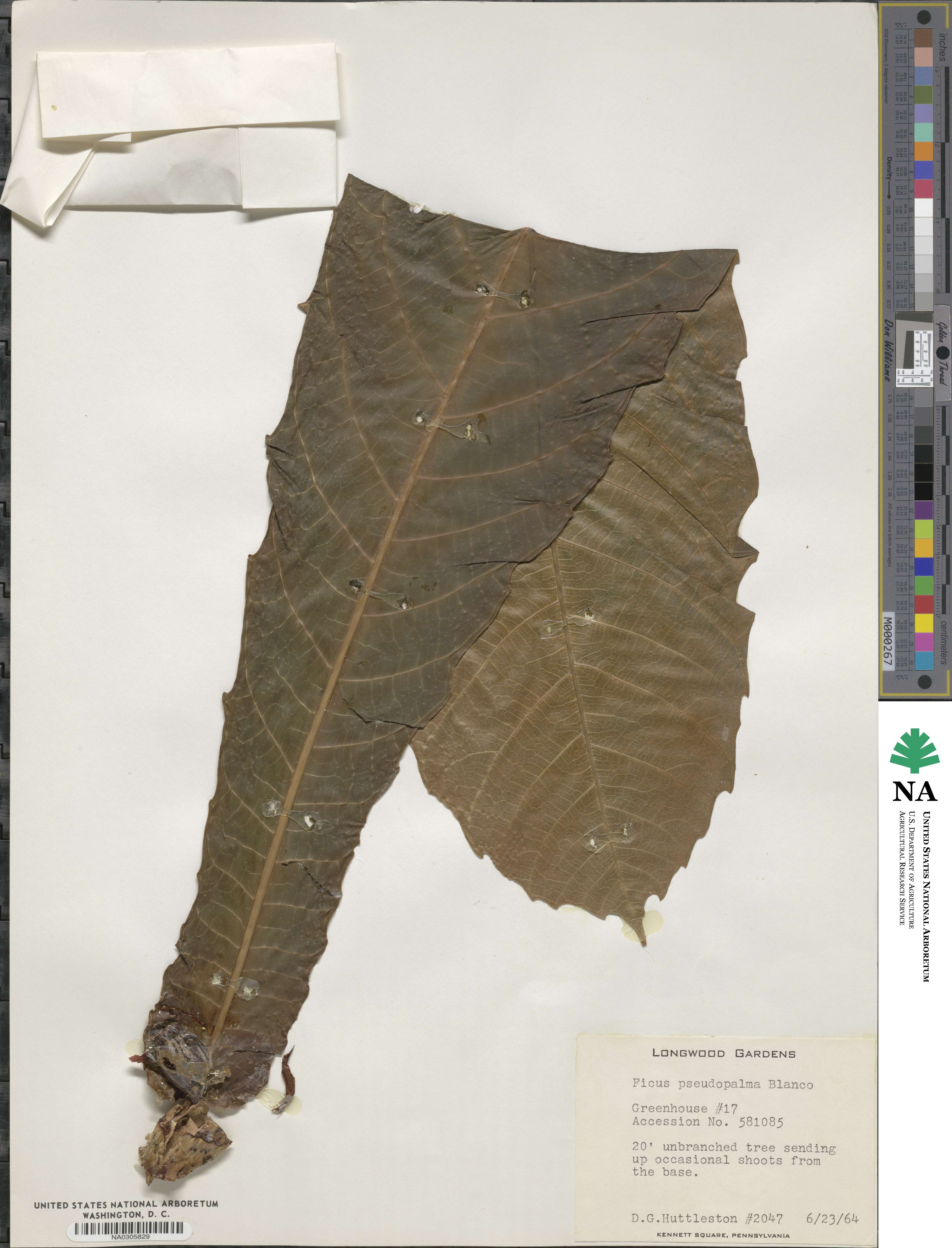 Ficus pseudopalma image