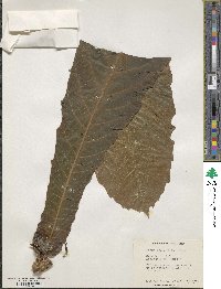 Ficus pseudopalma image