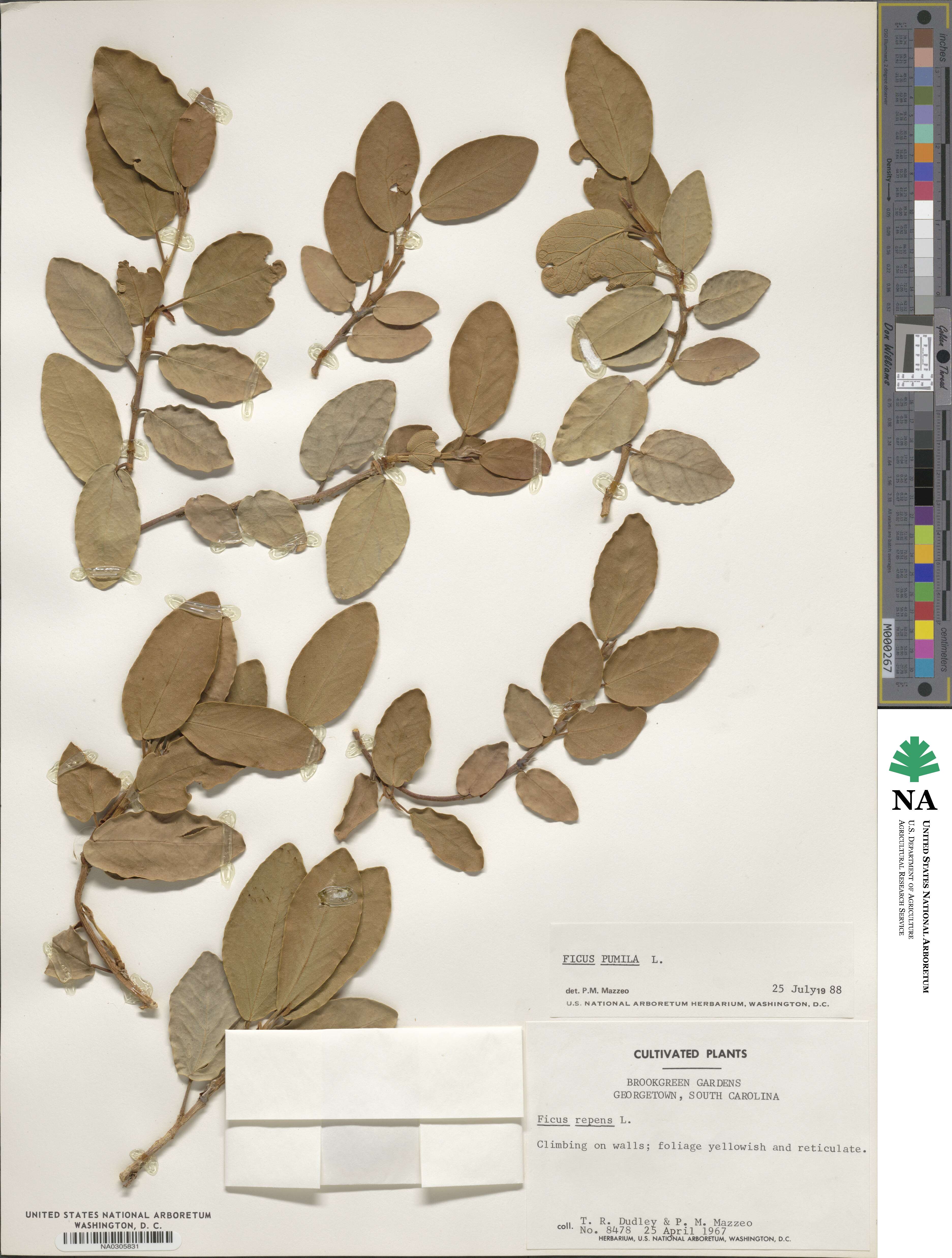 Ficus pumila image