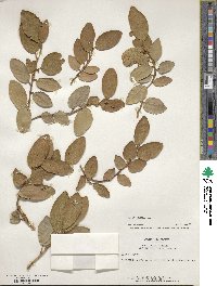 Ficus pumila image