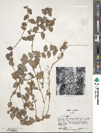 Ficus pumila image