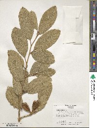 Ficus pumila image