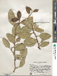 Ficus pumila image