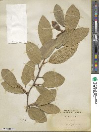 Ficus pumila image