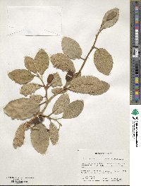 Ficus pumila image