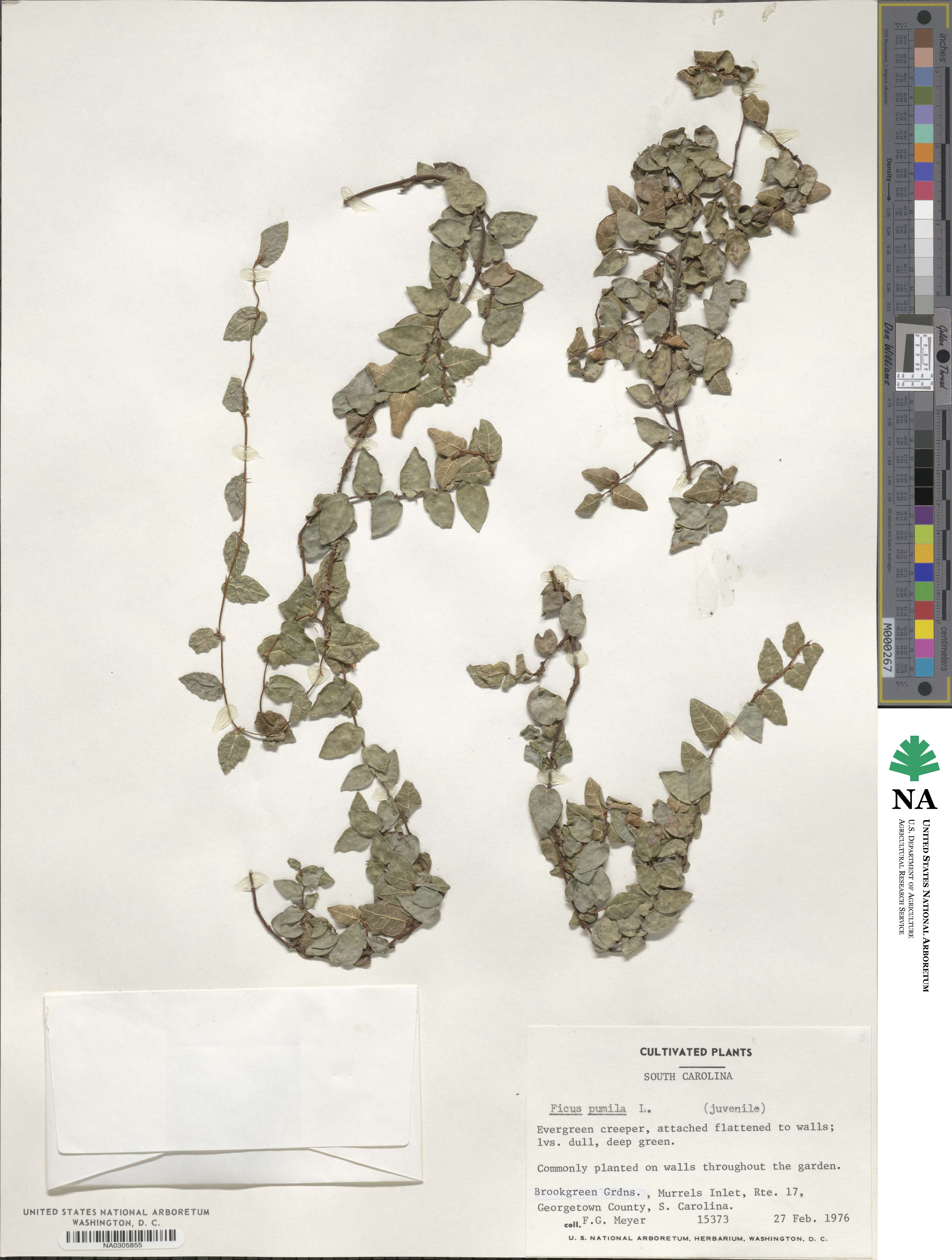 Ficus pumila image