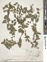 Ficus pumila image