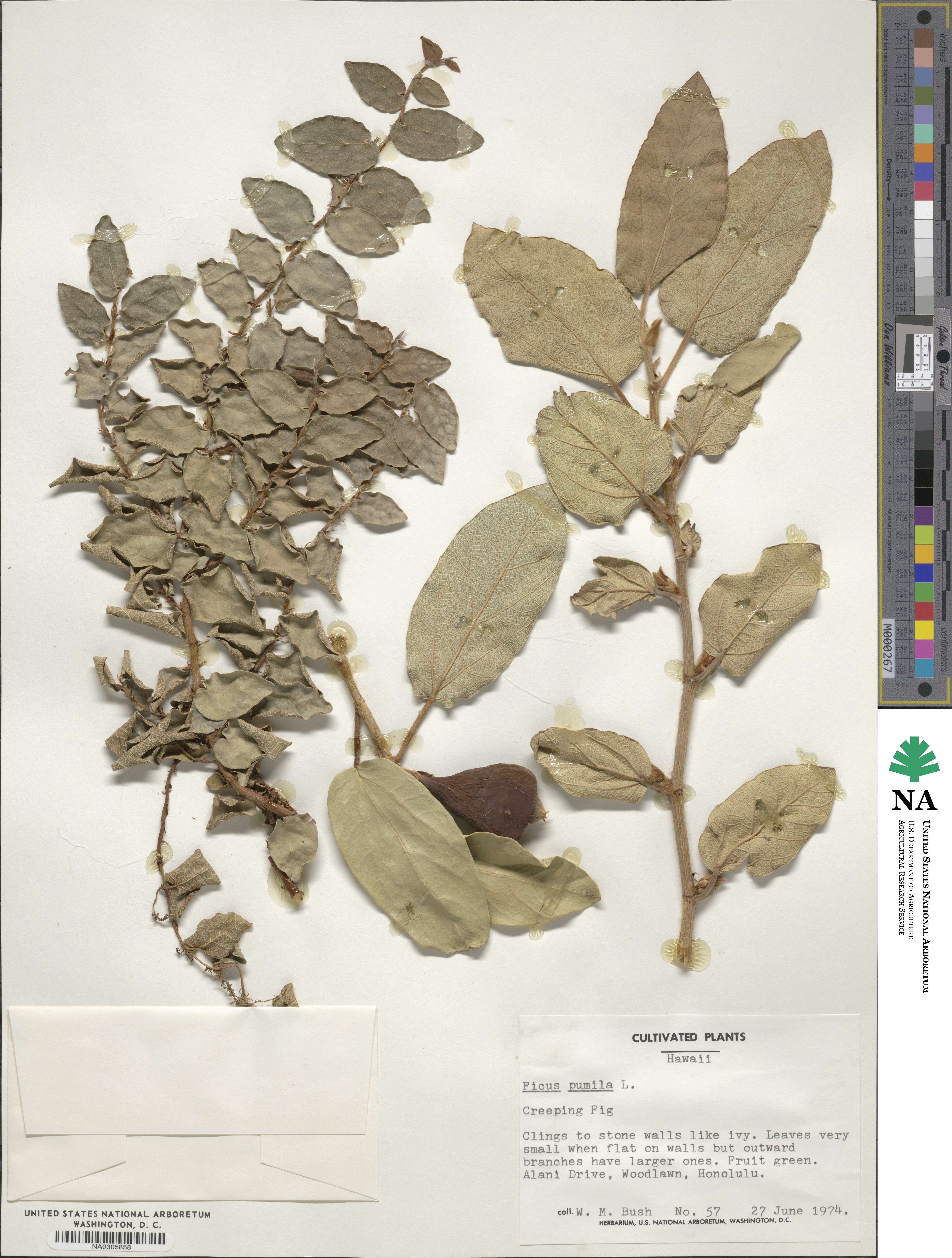 Ficus pumila image