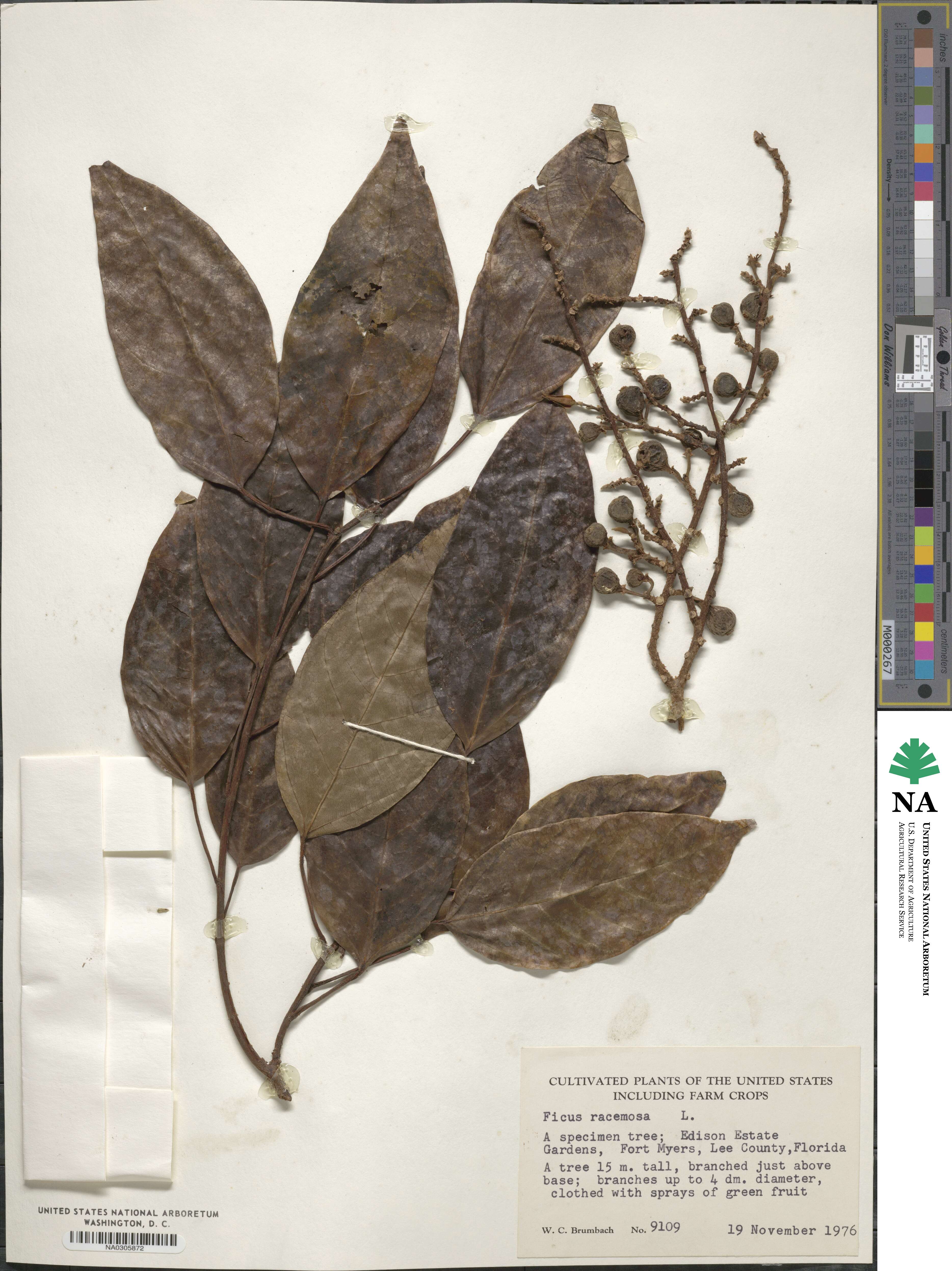 Ficus racemosa image