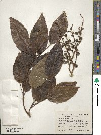 Ficus racemosa image