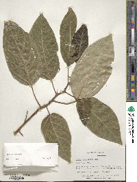 Ficus racemosa image