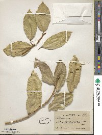 Ficus radula image