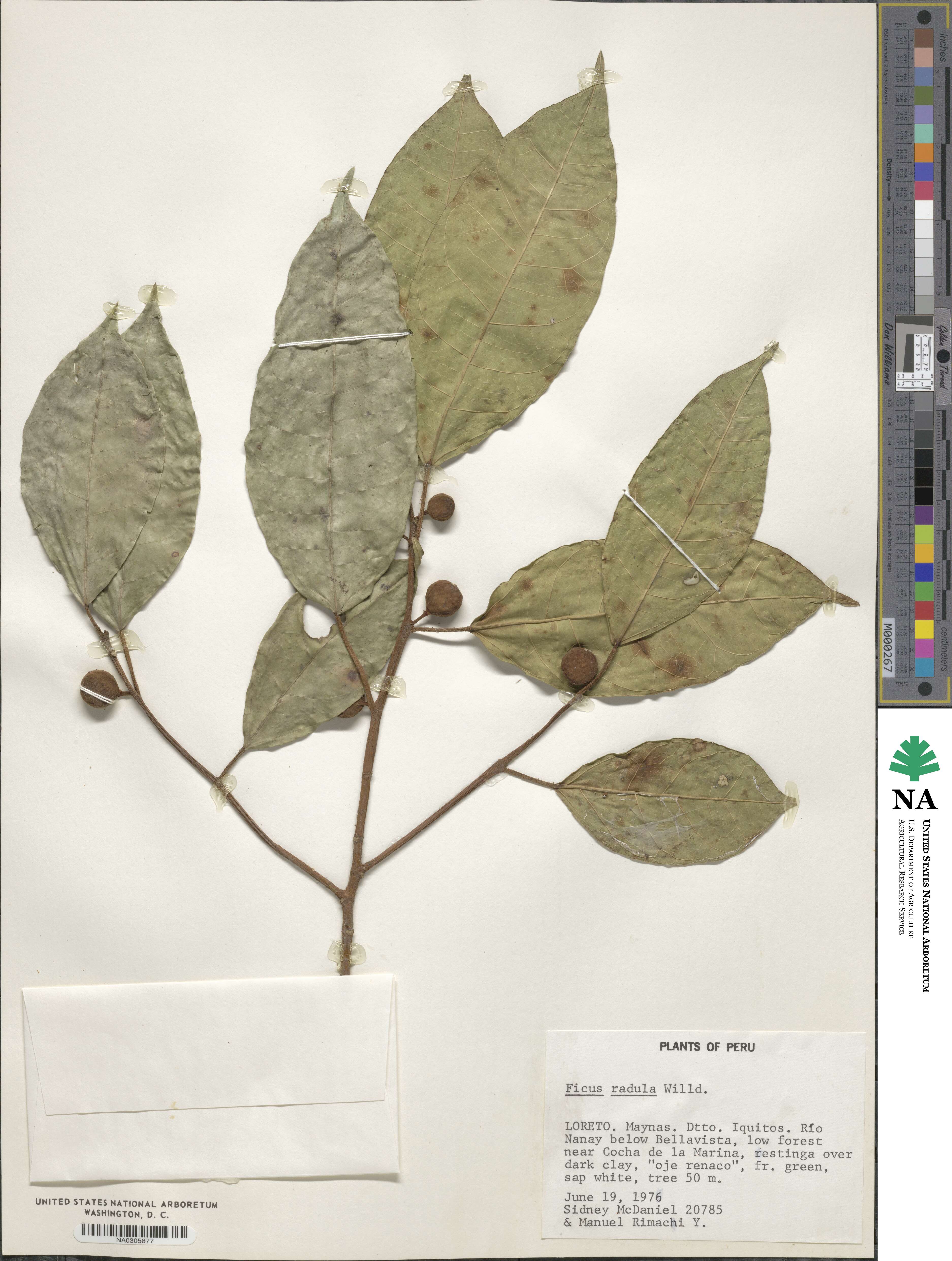 Ficus radula image