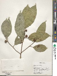 Ficus radula image