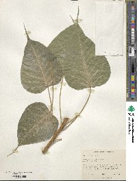 Ficus religiosa image
