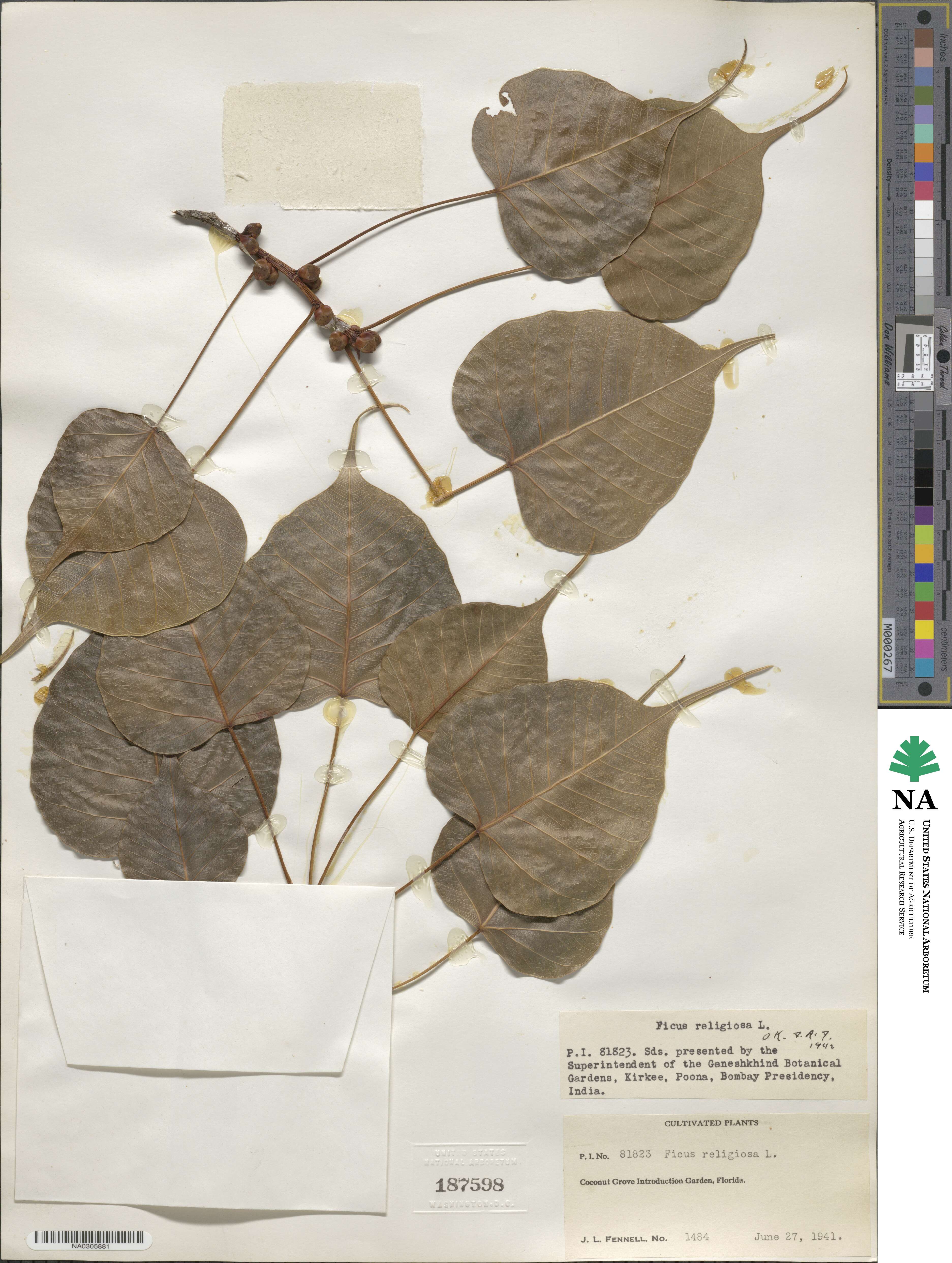 Ficus religiosa image