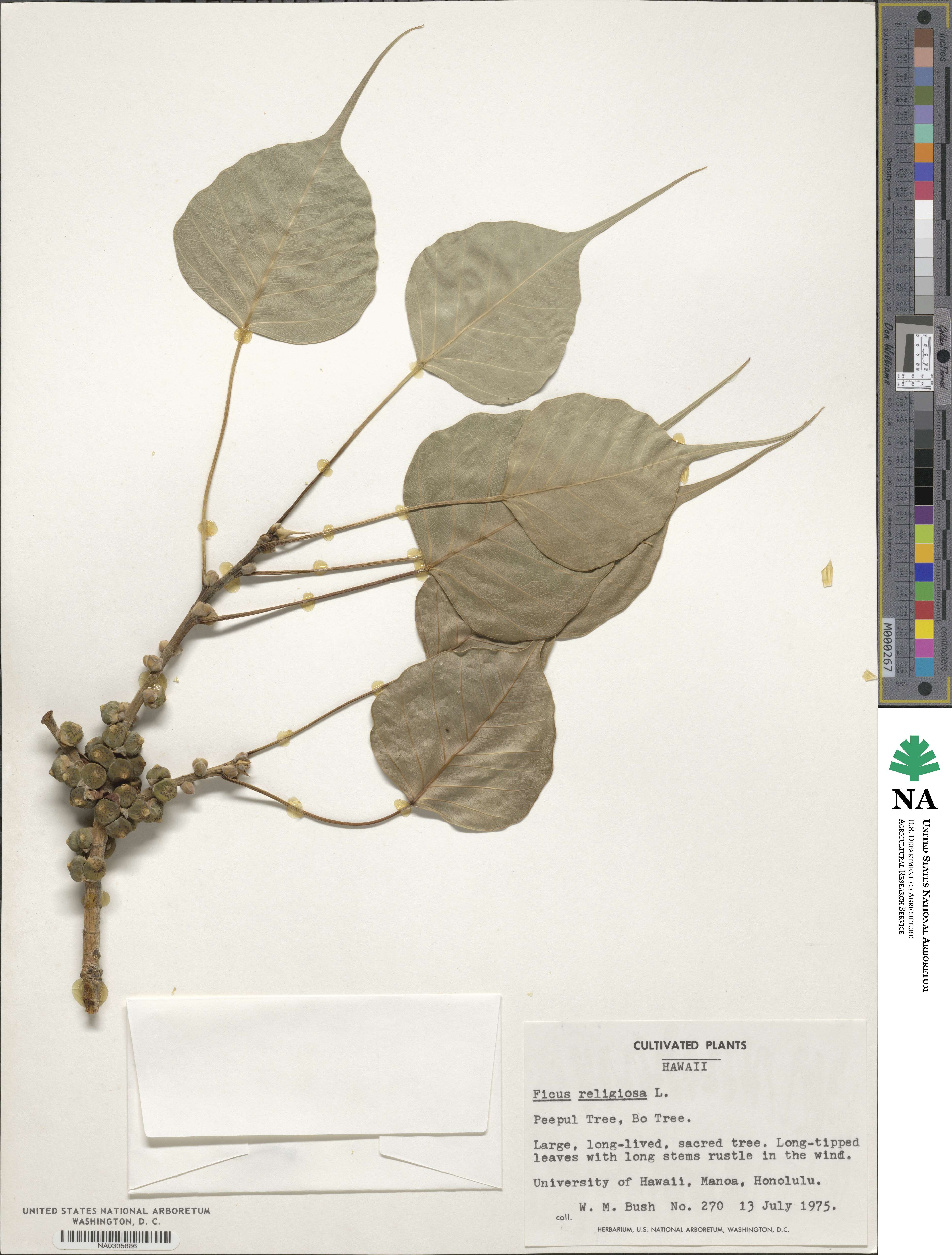 Ficus religiosa image