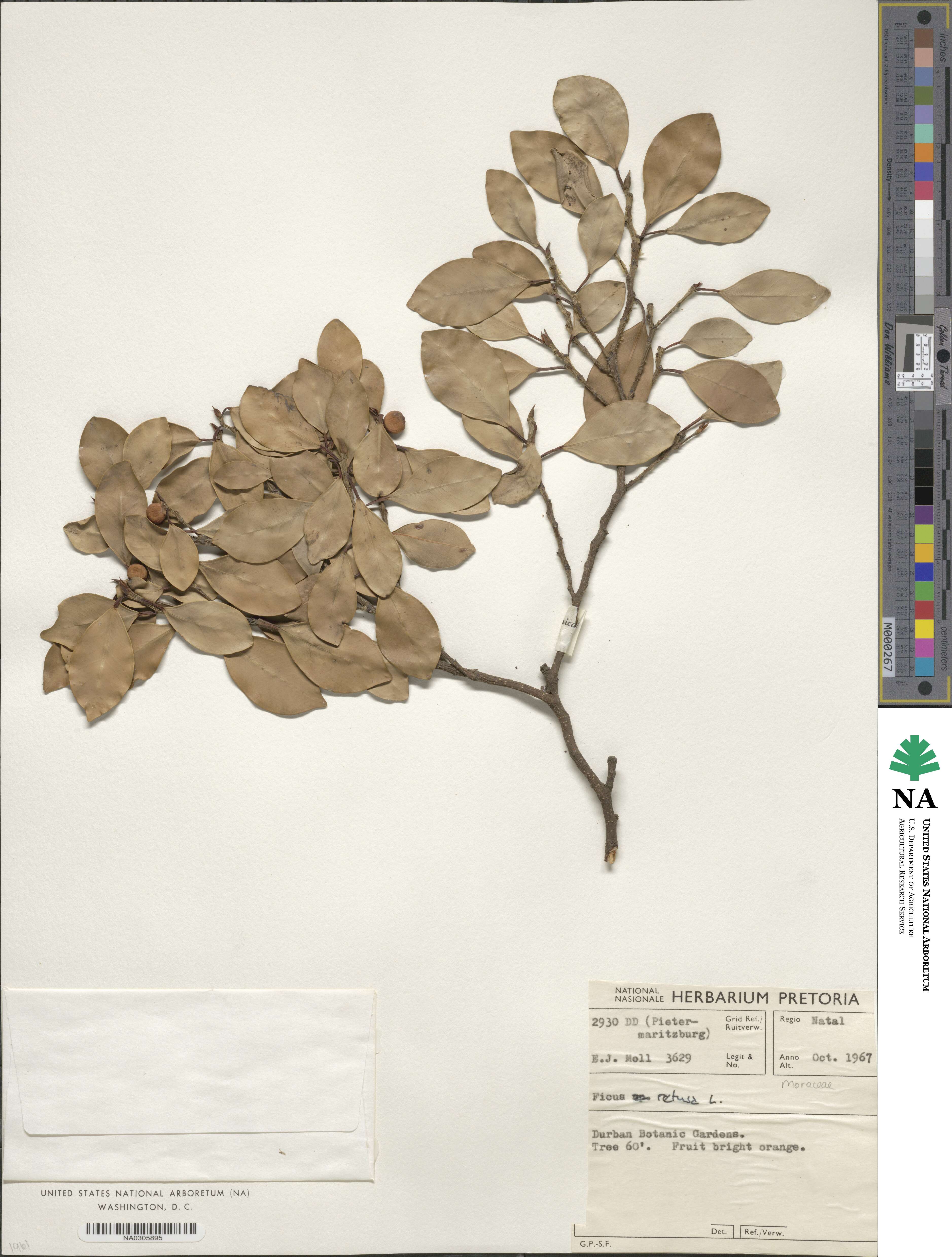 Ficus retusa image