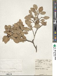 Ficus retusa image