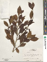 Ficus retusa image