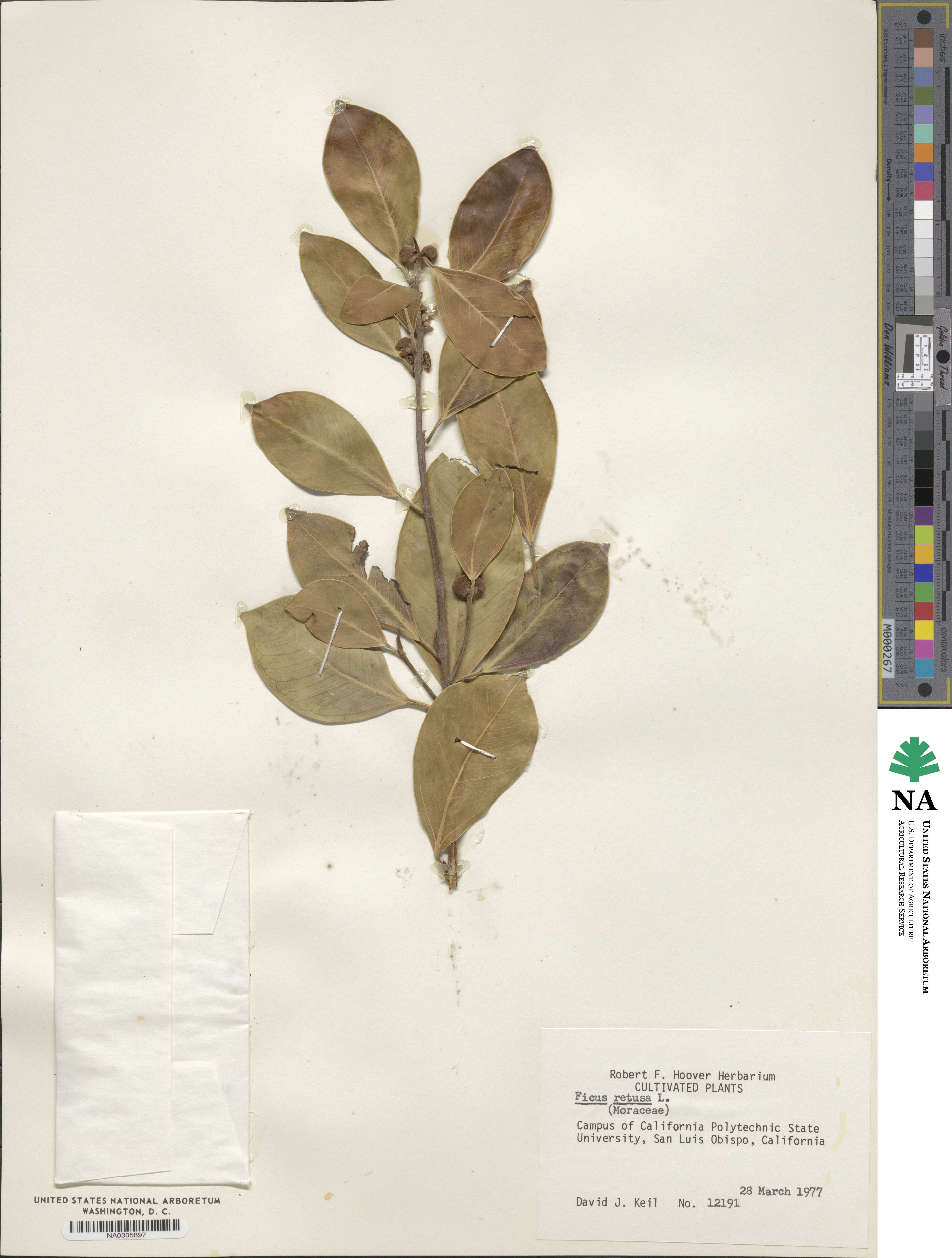 Ficus retusa image