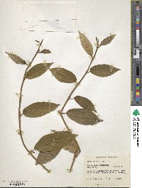 Ficus sinuata image