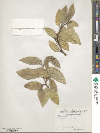 Ficus sinuata image