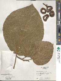 Ficus roxburghii image