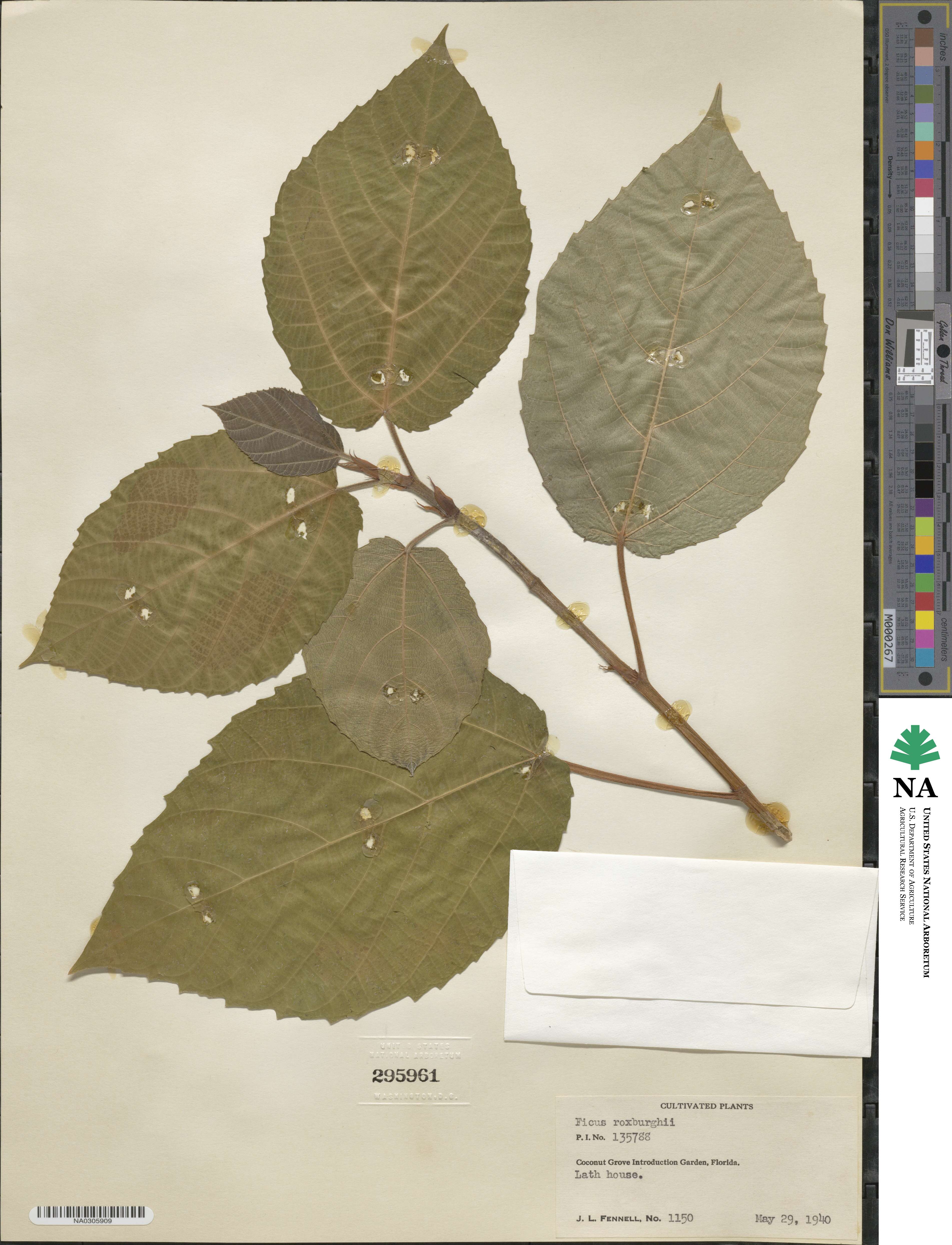 Ficus roxburghii image