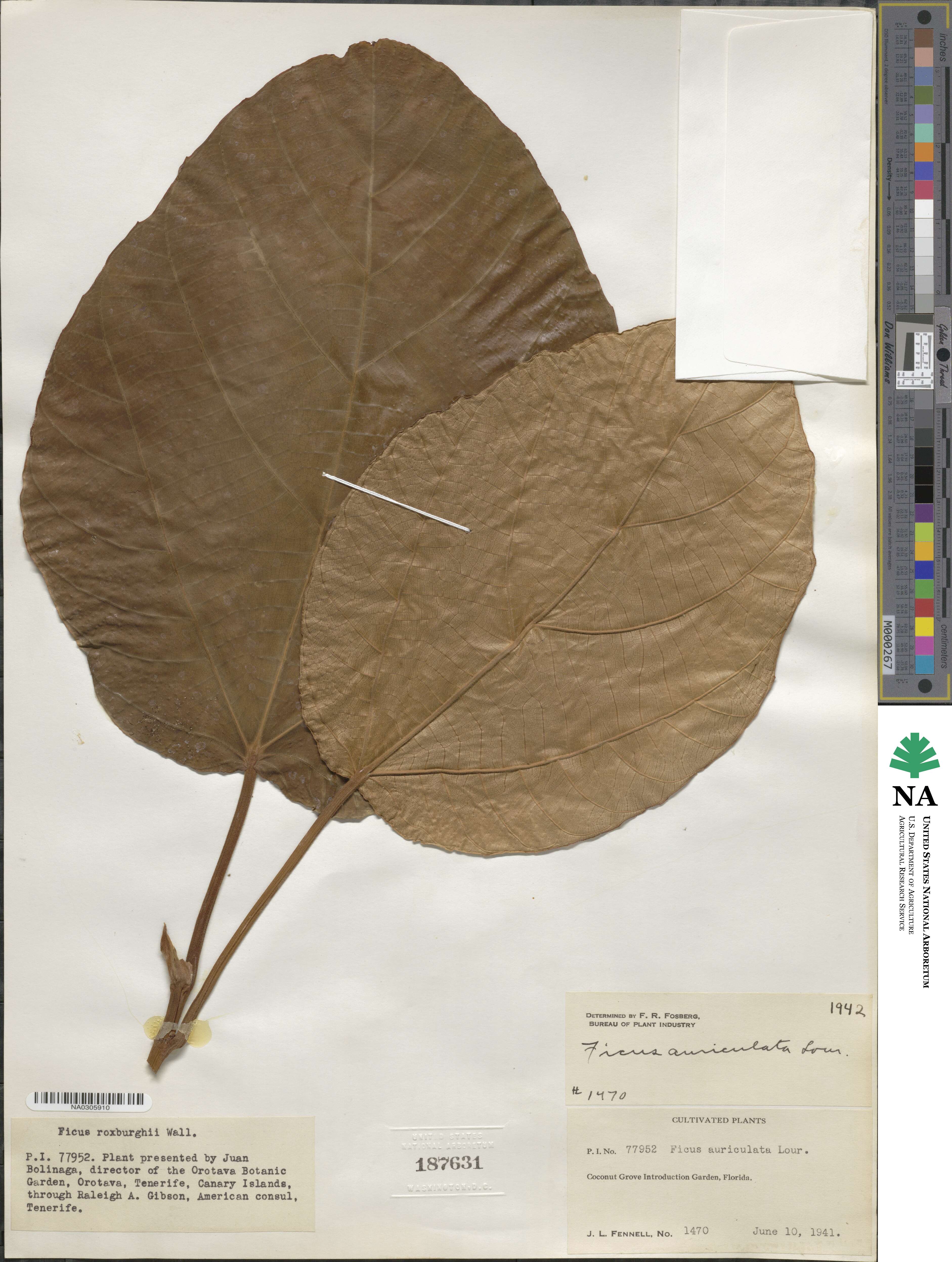 Ficus roxburghii image