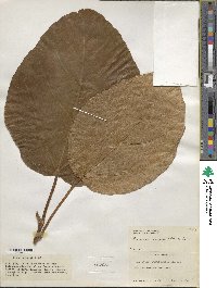 Ficus roxburghii image