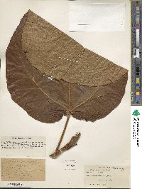 Ficus roxburghii image