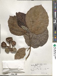 Ficus roxburghii image